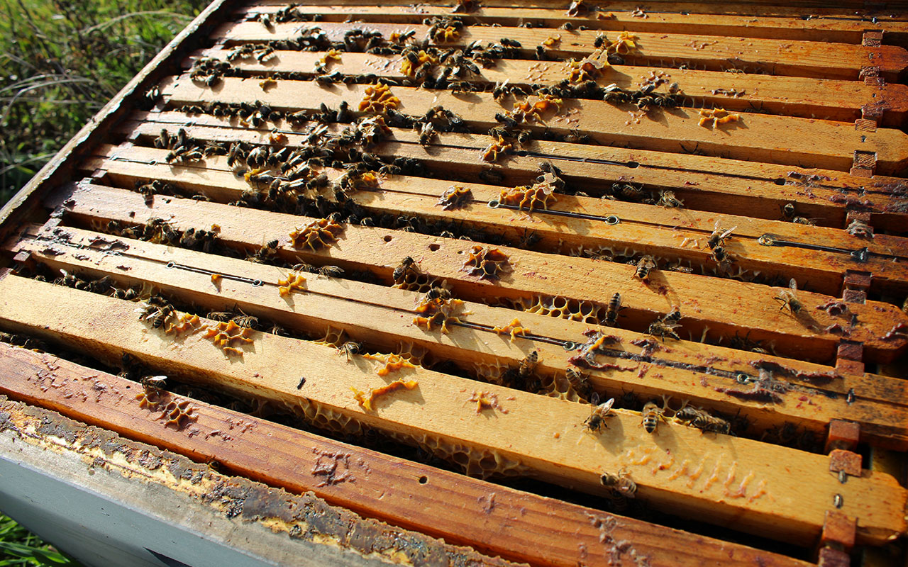 Pour le retour à une apiculture naturelle…
