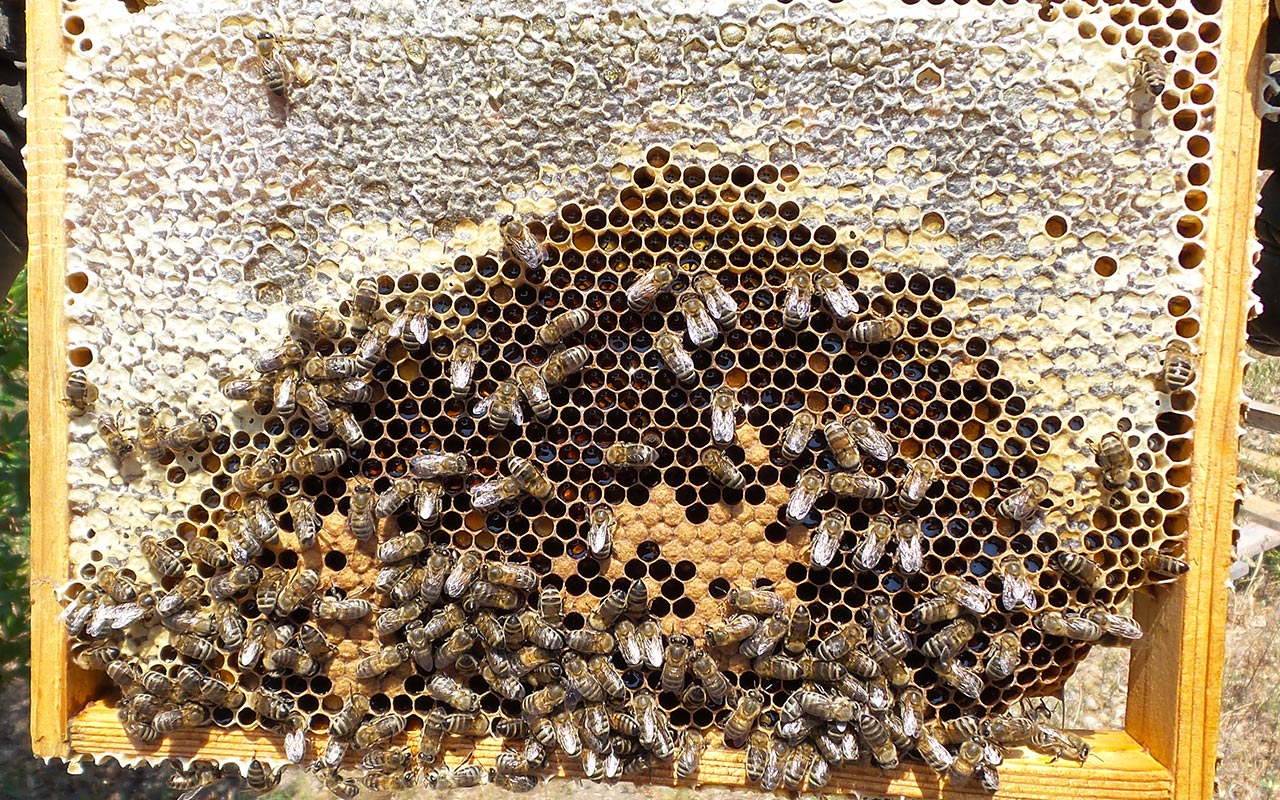 miel ruche pollen abeille