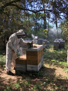 apiculteur ruche abeille miel