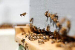 abeille entrée de ruche miel
